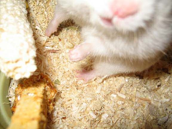 Picture of my hamster Lucy hoarding some corn.