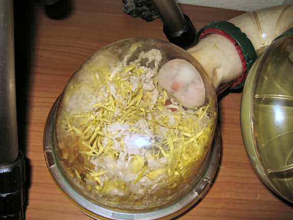 Picture of my hamster Lucy hoarding some corn.