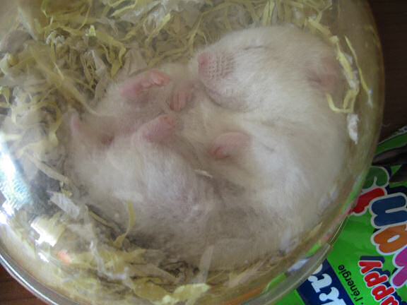Picture of my hamster Lucy sleeping on her back.