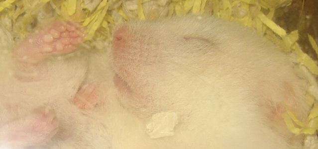 Picture of my hamster Lucy sleeping on her back.