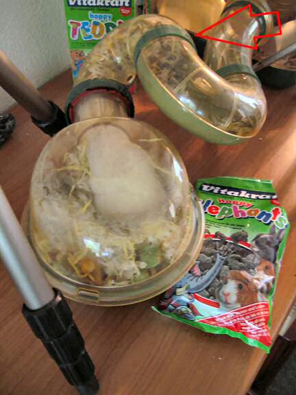 Picture of my hamster Lucy, making me clear that her bedroom needs cleaning.