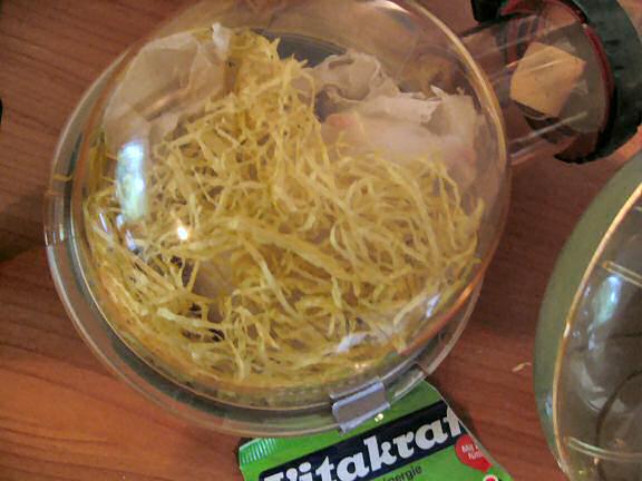 Picture of my hamster Lucy, the day after making me clear that her bedroom needs cleaning.