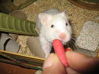 My hamster Lucy enjoying a Beetroot Stick from Hope Farms.