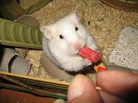 My hamster Lucy enjoying a Beetroot Stick from Hope Farms.