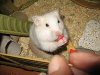 My hamster Lucy enjoying a Beetroot Stick from Hope Farms.