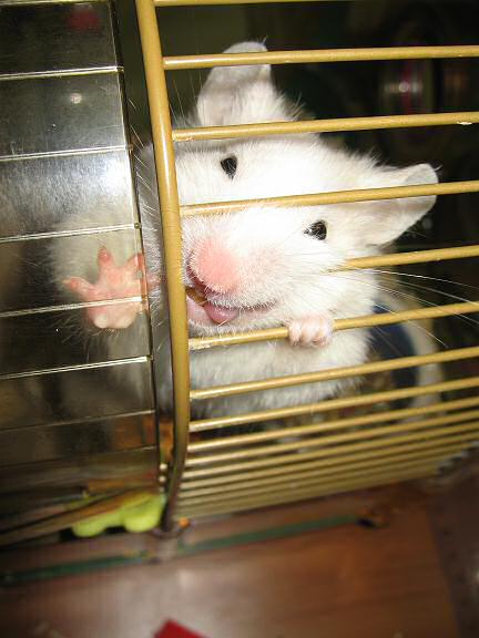 My hamster Lucy saying three things at once.