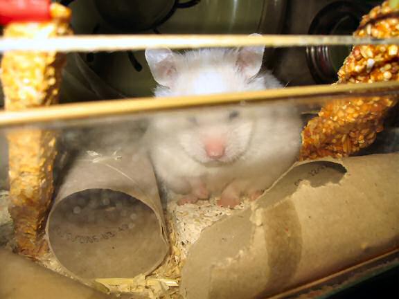 My hamster Lucy nodding off a bit.