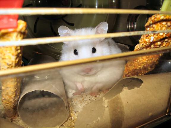 My hamster Lucy waking up annoyed.