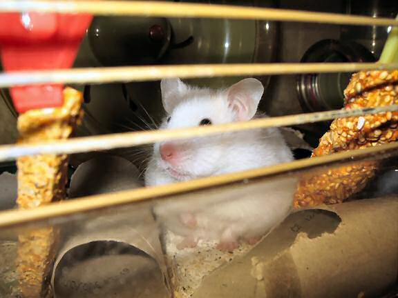 My hamster Lucy even more annoyed.