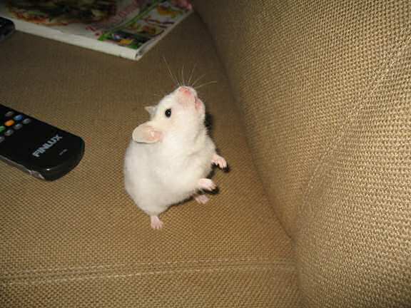 My hamster Lucy looking for a way to score a Lucy Touchdown.