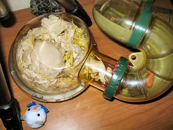 My hamster Lucy in her newly cleaned bedroom, after making it her own