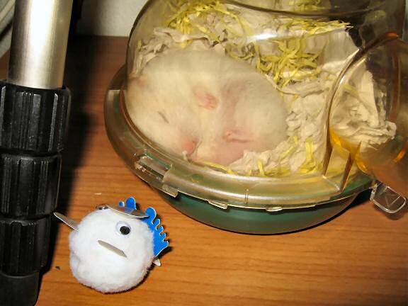 My hamster Lucy sleeping....