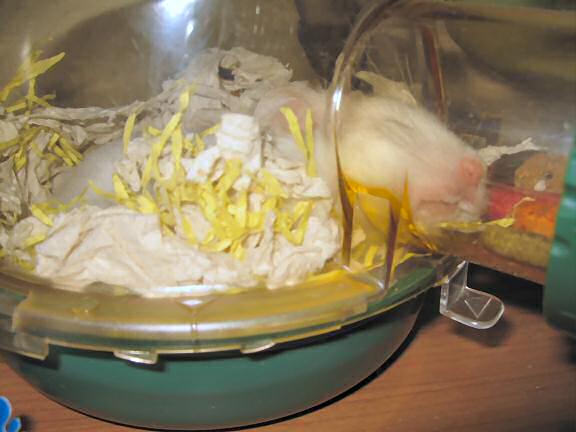 My hamster Lucy sleeping.