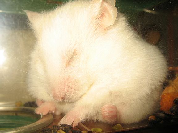 My hamster Lucy dozing off because of warm temperatures.