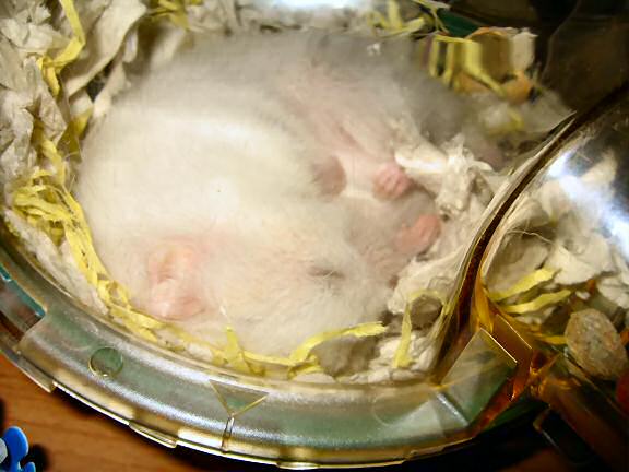 My hamster Lucy dozing off because of warm temperatures.