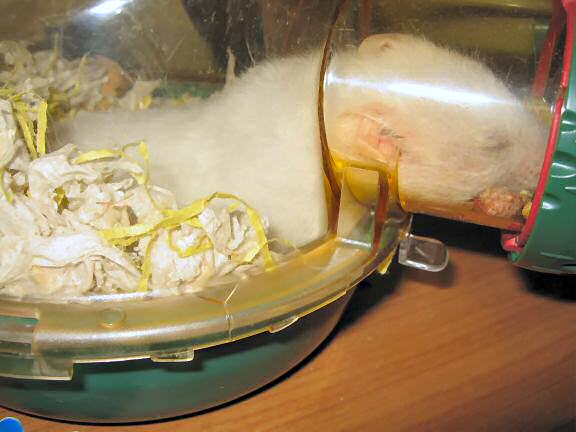 My hamster Lucy sleeping during hot temperatures.