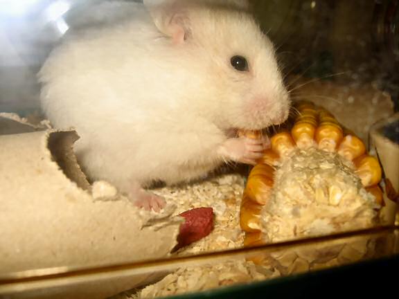 My hamster Lucy enjoying corn.