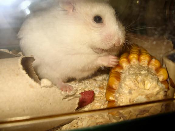 My hamster Lucy enjoying corn.