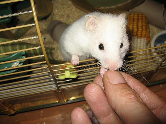 My hamster Lucy enjoying her raspberry treat