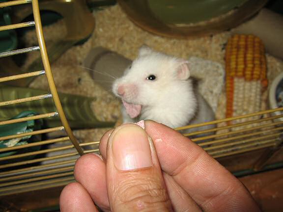 My hamster Lucy enjoying her raspberry treat