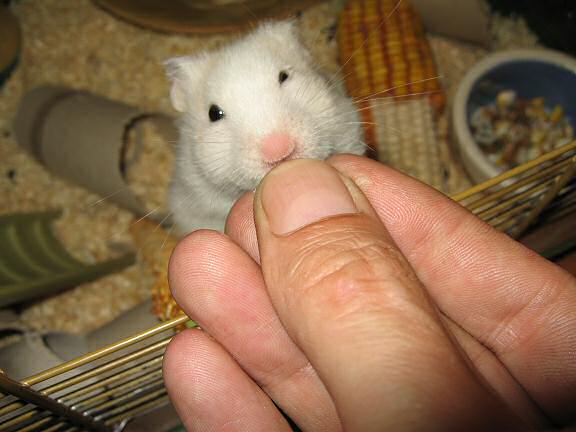 My hamster Lucy enjoying her raspberry treat