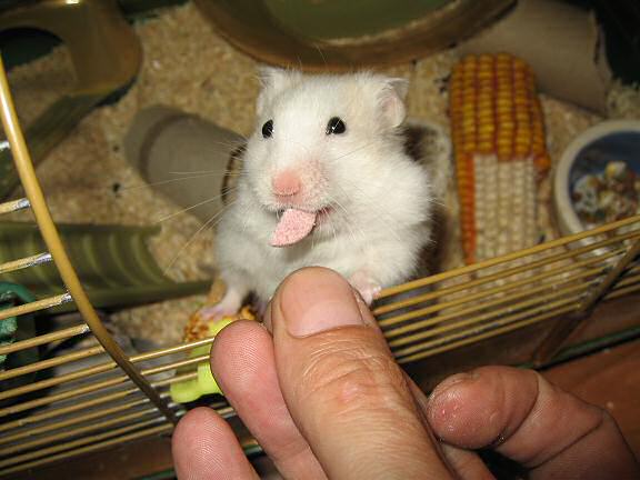 My hamster Lucy enjoying her raspberry treat