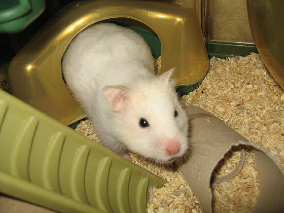 My hamster Lucy showing off her media training.