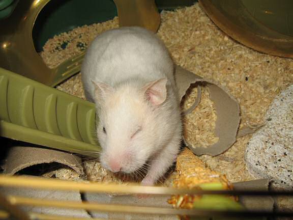 My hamster Lucy enjoying her raspberry treat