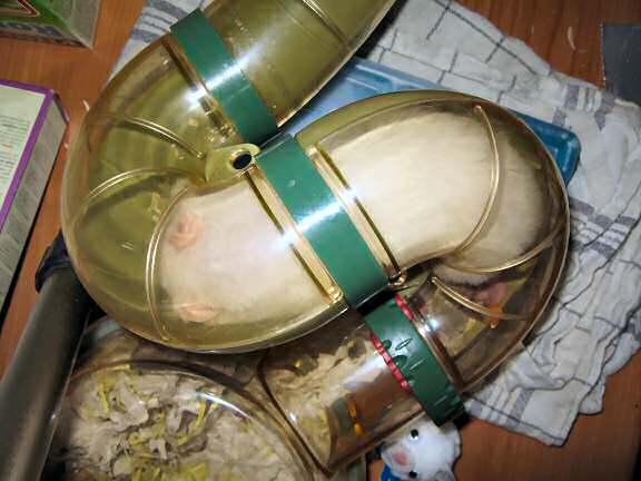 My hamster Lucy sleeping in her hallway.