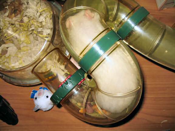 My hamster Lucy sleeping in her hallway.