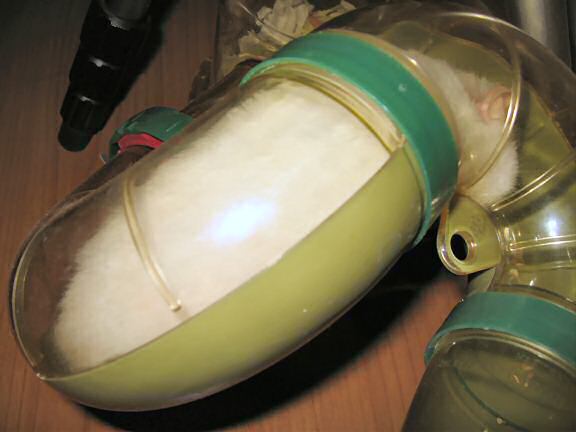 My hamster Lucy sleeping in her hallway.