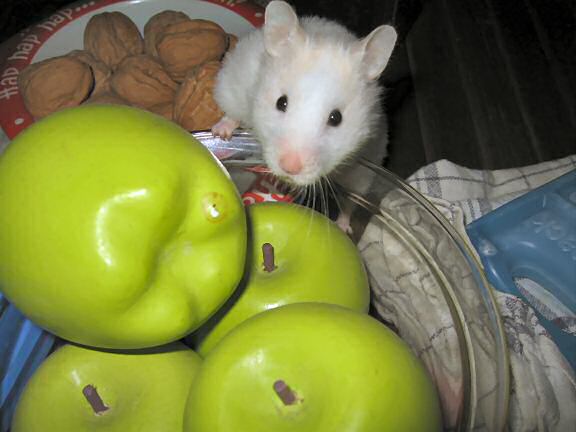 My hamster Lucy posing like a true photo-model.