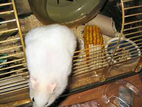 My hamster Lucy climbing in her Explorer Ball.