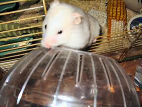 My hamster Lucy climbing in her Explorer Ball.