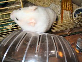 My hamster Lucy climbing in her Explorer Ball.