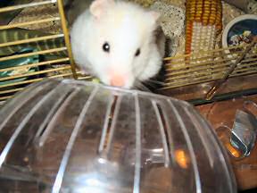 My hamster Lucy climbing in her Explorer Ball.