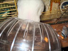My hamster Lucy climbing in her Explorer Ball.