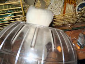 My hamster Lucy climbing in her Explorer Ball.