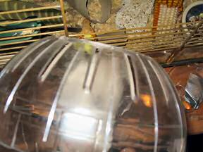 My hamster Lucy climbing in her Explorer Ball.