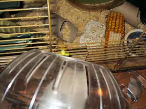 My hamster Lucy climbing in her Explorer Ball.