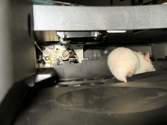 My hamster Lucy exploring the inside of my printer.