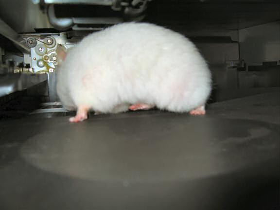 My hamster Lucy exploring the inside of my printer.