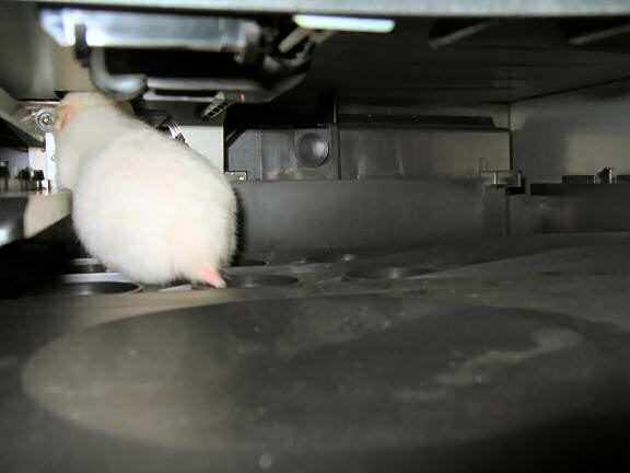 My hamster Lucy exploring the inside of my printer.