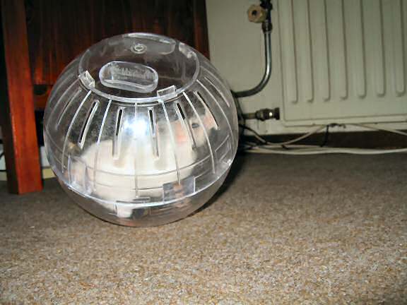 My hamster Lucy enjoying her Explorer ball.