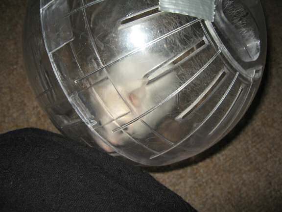 My hamster Lucy enjoying her Explorer ball.