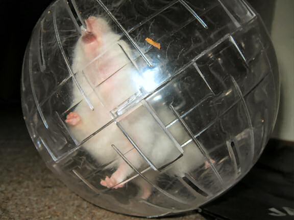 My hamster Lucy enjoying her Explorer ball.