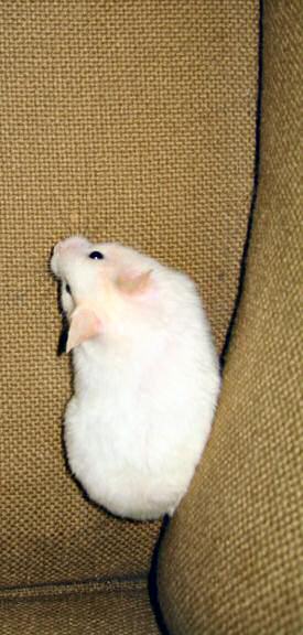 My hamster Lucy on the couch.