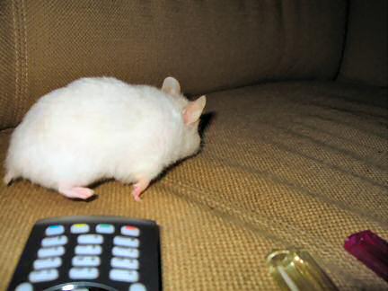 My hamster Lucy on the couch.