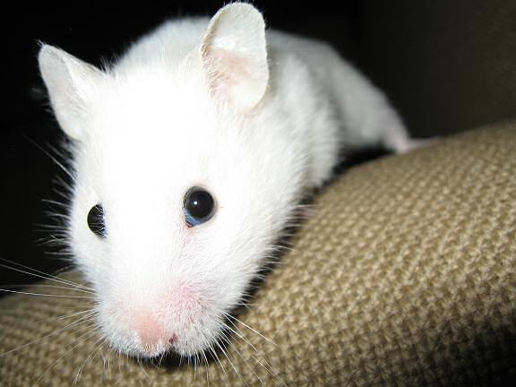 My hamster Lucy on the couch looking straight into the lens.