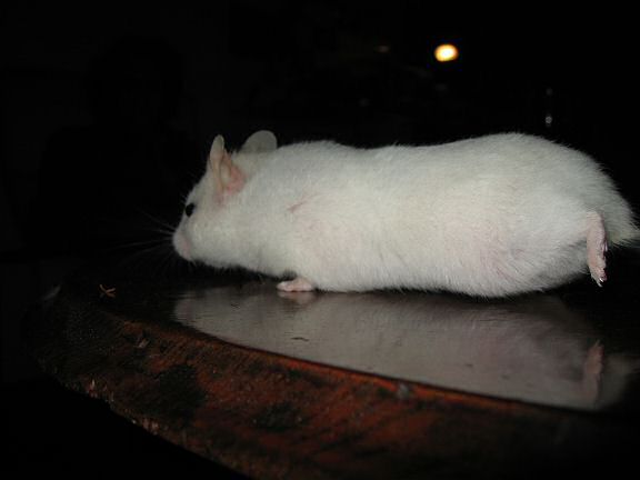 My hamster Lucy on the coffee table during a photoshoot.